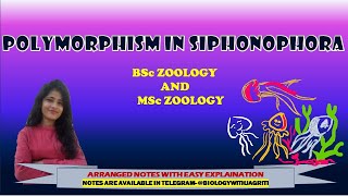 POLYMORPHISM IN SIPHONOPHORA POLYPMEDUSA BSC ZOOLOGY MSC ZOOLOGY 1SEMESTER  BIOLOGYWITHJAGRITI [upl. by Irtimid319]