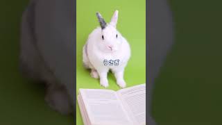 オチ無し🐰聞き流しで覚えるオランダ語の単語と発音 初心者 オランダ語 発音 オランダ 海外旅行 海外移住 haas [upl. by Aynatal]