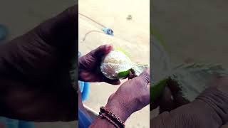 orange fruit tamil videos eating eating vivasaye vivasaye trending orange shortsvideovirul [upl. by Kreda592]