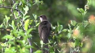 Blackbilled Cuckoo  Coccyzus erythropthalmus [upl. by Edahsalof]