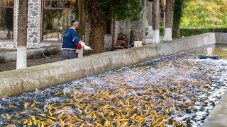 A Cosy Fish Farm For Breeding The Trout Here They Milk Caviar Directly From Live Fish [upl. by Kevon]