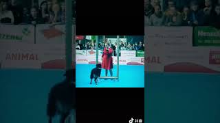 khôn như chó dogs pets funny animals cute trending douyin [upl. by Ahsined]