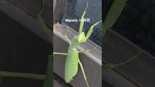 도심속 사마귀 mantismantodea 파브르곤충기insect여름방학곤충채집방학숙제 [upl. by Ssew]