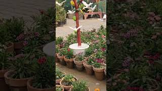 Beautiful Plants Nursery shorts plants nature [upl. by Niuqaoj]