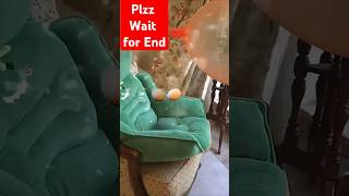 Amaira ka balloon foot Gaya 😱😂 shorts trending viralvideo amaira balloon cat funny comedy [upl. by Jourdan723]