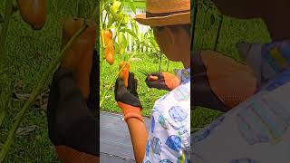 Cubanelle Peppers garden bellpeppercubanellepepper harvesting [upl. by Lotsyrk989]