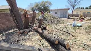 Day 2 in the Permaculture Food Forest Mopani and Spekboom as a tree fodder for sheep and cattle [upl. by Iago]