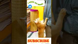 I need my grass🌱💚🤩😹🐾cat grass 😺🐾shorts short cat catfood [upl. by Maryly]