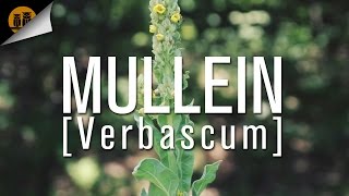 Mullein Verbascum Thapsus Identification [upl. by Ern93]