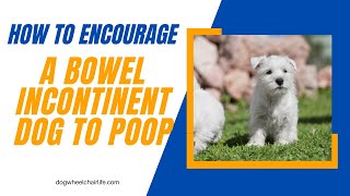 How to Express A Bowel Incontinent Dog [upl. by Inail321]