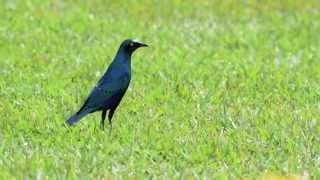 Birds of Uganda  Greater Blueeared Glossy Starling [upl. by Early606]