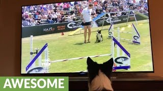 Border Collie enthusiastically watches herself win agility competition on TV [upl. by Nodnorb]