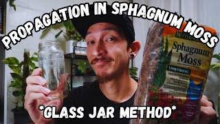 How to Propagate your plants in Sphagnum Moss using a GLASS JAR [upl. by Ttik]