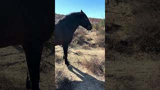 Wild mustang new fence wildhorses blueberryranch horse mustanghorse equestrian wildmustangs [upl. by Ezirtaeb369]