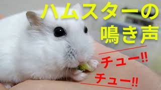 世界一鳴くハムスター（ハムスターの鳴き声） hamster crying [upl. by Ahsilak]