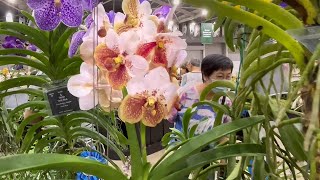 Giant Vanda Sanderiana at the Asia Pacific Orchid Conference 2023 in Singapore [upl. by Airenahs]