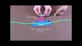 Detailed Description of Protein Translation [upl. by Kusin]