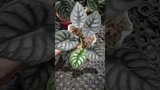 Alocasia nebula silver alocasia plants aesthetic foryou live garden shorts trending funny [upl. by Patrich272]