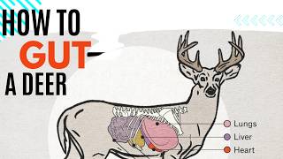 How To Gut A Deer  24 Years Guiding Experience [upl. by Kincaid635]