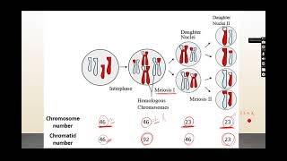 General Embryology Gametogenesis [upl. by Mrots]