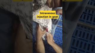 Intravenous injection in jugular vein in goat veterinary animals farming farmer musicvideo [upl. by Hartmunn]