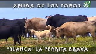 Toros de Prieto de la Cal Blanca perrita amiga del toro jabonero  Toros desde Andalucía [upl. by Waldo]