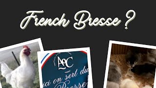 Are my Chickens True French Bresse  The Truth about the French Bresse Chicken Breed [upl. by Donalt]