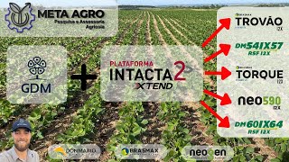 Cultivares do Grupo GDM com a Tecnologia Intacta 2 Xtend [upl. by Affra176]