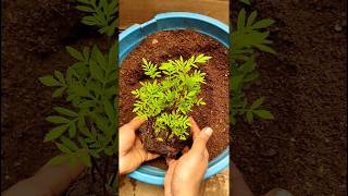 Lets transplant Marigold Seedling marigoldseedlings gardening ytshorts shorts [upl. by Sulohcin52]