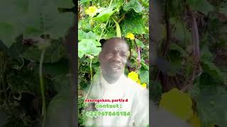 assangokan ou luffa cylindrica vertus spirituelle [upl. by Bohun]