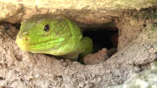 Lagarto Ocelado  Ocellated Lizard  Lezard Ocelle [upl. by Nipahc]