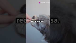 Como ensinar seu cachorro a dar a pata em 60 segundos curiosidadessobreanimais animals pets [upl. by Malloch530]