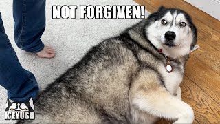 It Took A Lot For My Husky To Forgive My Mum For Hiding From Him [upl. by Surtimed]