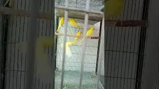 Yellow ringneck parrots [upl. by Fredra]