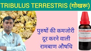 Tribulus Terrestris uses and its Benifits  Tribulus Terrestris Q homeopathic medicine [upl. by Eidualc408]