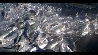 Salmon Run Alaska video MILLIONS of Salmon [upl. by Galliett]