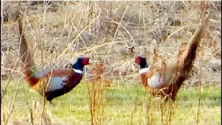 Pheasant vs Pheasant Common pheasant fight [upl. by Anihpesoj]