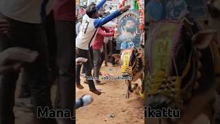 The Most Insane Jallikattu Yet [upl. by Johny]