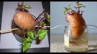 COMO PLANTA BATATA INGLESA EM VASO [upl. by Bigner377]