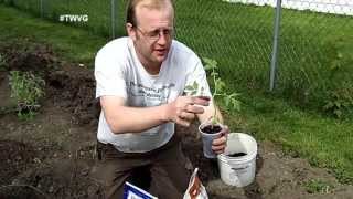 Planting Tomatoes in the Ground amp in a Girdle The Wisconsin Vegetable Gardener Extra 49 [upl. by Tareyn]