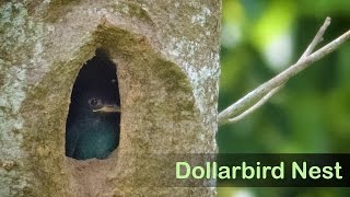 Dollarbird Nest [upl. by Ambrosia871]