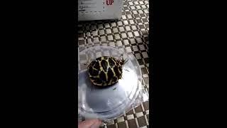 Sri Lankan Star Tortoise Unboxing Garden State Tortoise [upl. by Aihsaei]