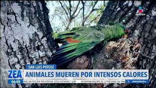 Animales mueren por las altas temperaturas en San Luis Potosí  Noticias con Francisco Zea [upl. by Salem736]