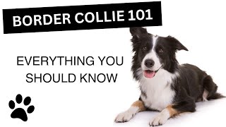 Border Collie 101  Everything You Need to Know About this Breed [upl. by Kcin]