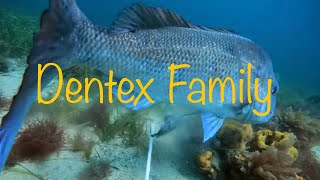 Waterwolf Camera Underwater Fishing Camera 20 1080k Squid Jigging  Dentex Family [upl. by Valencia457]