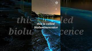 bioluminescence wow intresting beatiful ctenophores 😯 [upl. by Minta]