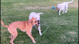 189 Black Mouth Cur Pitbull Labs Routine Play 10232024 blackmouthcur labrador pitbull [upl. by Elenahc741]