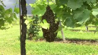 Pollinating bees in our Organic Vineyard [upl. by Aniehs883]