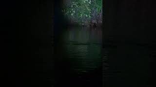 Wild salvaje capybara en el Rio de Madre de dios [upl. by Ettenajna]