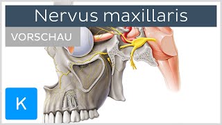 Nervus maxillaris Vorschau  Anatomie Verlauf und Funktion  Kenhub [upl. by Aryahay109]